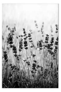 Quadro Lavanda fiorita - Foto in bianco-nera di un prato con fiori di lavanda