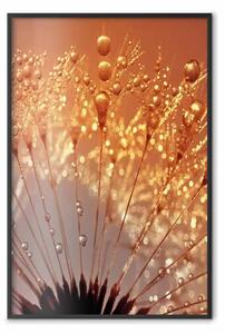 Poster: Soffione d'autunno - fiore naturale della pianta in primo piano