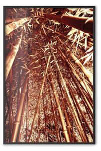 Poster: Bambù alti - alberi di bambù naturali in una luce marrone
