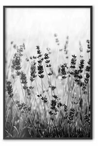 Poster: Lavanda sotto pioggia - prato di piante in bianco e nero