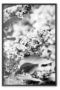 Poster: Bez monocromatico - fiore di sambuco in bianco e nero