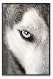 Poster: Sguardo del cane - volto di cane in bianco e nero