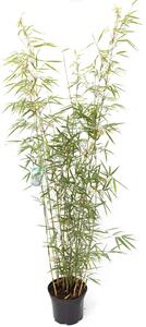 Bambù Fargesia robusta Campbell Vaso da 7,5 litri, 100 - 125 cm