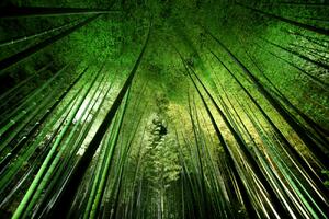 Fotografia artistica Bamboo night, Takeshi Marumoto, (40 x 26.7 cm)
