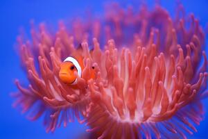 Fotografia artistica Finding Nemo, Wendy, (40 x 26.7 cm)