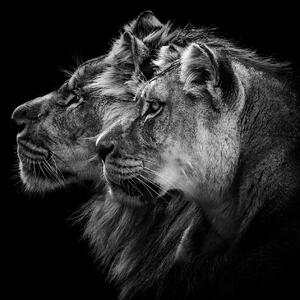 Fotografia artistica Lion and Lioness Portrait, Laurent Lothare Dambreville, (40 x 40 cm)