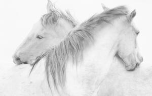 Fotografia artistica Horses, marie-anne stas, (40 x 26.7 cm)