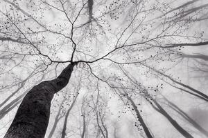 Fotografia artistica A view of the tree crown, Tom Pavlasek, (40 x 26.7 cm)