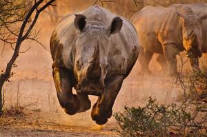Fotografia artistica Rhino learning to fly, Justus Vermaak, (40 x 26.7 cm)