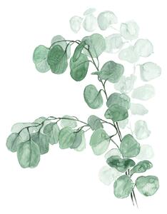 Illustrazione Watercolor silver dollar eucalyptus, Blursbyai, (30 x 40 cm)