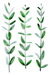 Illustrazione Watercolor eucalyptus parvifolia, Blursbyai, (30 x 40 cm)