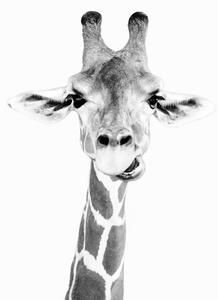 Fotografia artistica Happy giraffe, Sisi & Seb, (30 x 40 cm)