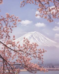 Fotografia Mt Fuji in the cherry blossoms, Makiko Samejima, (30 x 40 cm)