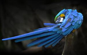 Fotografia artistica Blue parrot, Abbas Ali Amir, (40 x 24.6 cm)