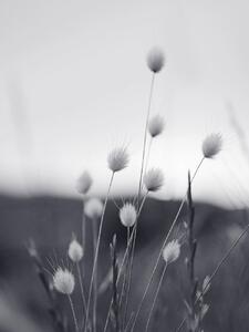 Fotografia Field Grass, Sisi & Seb, (30 x 40 cm)