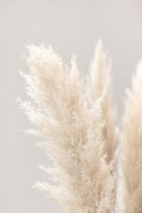 Fotografia Pampas Grass Grey 03, Studio Collection, (26.7 x 40 cm)