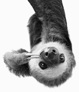 Fotografia Sloth Bw, Sisi & Seb, (30 x 40 cm)