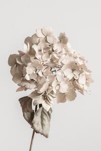 Fotografia artistica Beige dried flower, Studio Collection, (26.7 x 40 cm)