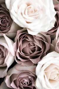 Fotografia artistica Roses, Studio Collection, (26.7 x 40 cm)