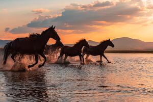 Fotografia artistica Water Horses, BARKAN TEKDOGAN, (40 x 26.7 cm)
