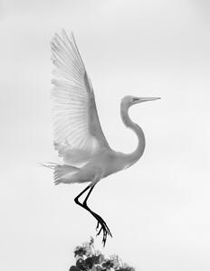 Fotografia artistica Taking off, Vicki Lai, (30 x 40 cm)