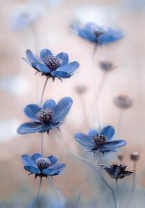 Fotografia artistica Cosmos blue, Mandy Disher, (26.7 x 40 cm)