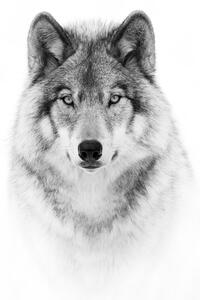 Fotografia artistica Portrait of a Timber Wolf, Jim Cumming, (30 x 40 cm)