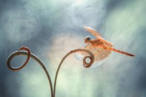 Fotografia artistica Gold Dragonfly on Tendril, Abdul Gapur Dayak, (40 x 26.7 cm)