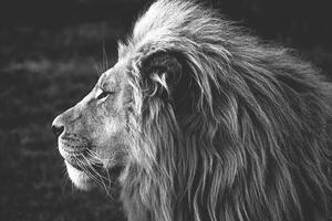 Fotografia artistica Close-up of a Lion B W, azamkassim, (40 x 26.7 cm)