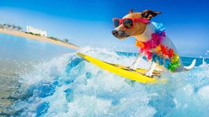 Fotografia dog surfing on a wave, damedeeso