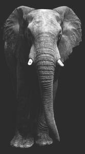Fotografia artistica Isolated elephant standing looking at camera, Aida Servi, (26.7 x 40 cm)