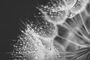 Fotografia artistica Dandelion seed with water drops, Jasmina007, (40 x 26.7 cm)