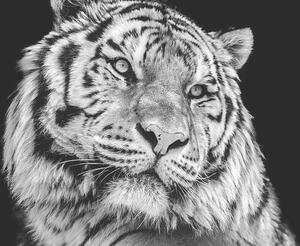 Fotografia artistica Powerful high contrast black and white tiger face, Kagenmi, (40 x 26.7 cm)