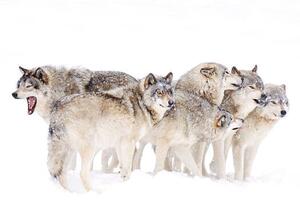 Fotografia artistica Timber wolf family, Jim Cumming, (40 x 26.7 cm)