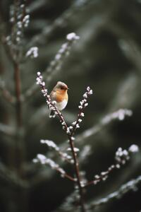 Fotografia artistica Cute Robin, Treechild, (26.7 x 40 cm)