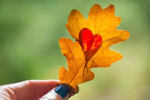 Fotografia artistica Autumn yellow leaf with cut heart in a hand, polya_olya, (40 x 26.7 cm)