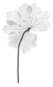 Fotografia artistica Cranesbill leaf Geranium sp X-ray, NICK VEASEY/SCIENCE PHOTO LIBRARY, (26.7 x 40 cm)