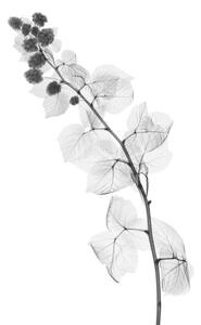 Fotografia artistica Blackberry plant X-ray, NICK VEASEY/SCIENCE PHOTO LIBRARY, (26.7 x 40 cm)