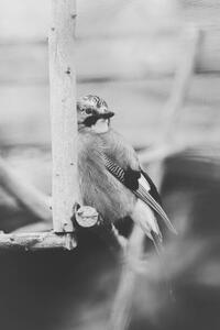 Fotografia artistica Birdie Photo Close-up of jay perching on feeder, Iolu Marian Beniamin / 500px, (26.7 x 40 cm)