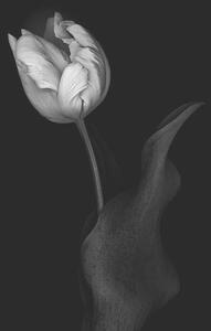 Fotografia artistica Monochrome multi-shaded Parrot Tulip, OGphoto, (26.7 x 40 cm)