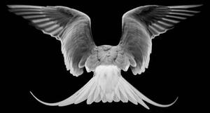 Fotografia artistica Common Tern Close-up of dove flying against, J Uriarte / 500px, (40 x 26.7 cm)