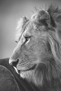 Fotografia artistica Mono close-up of male lion looking left, nicholas_dale, (26.7 x 40 cm)