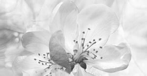 Fotografia artistica Roses flowers Floral spring background Close-up, Fnadya76, (40 x 20 cm)