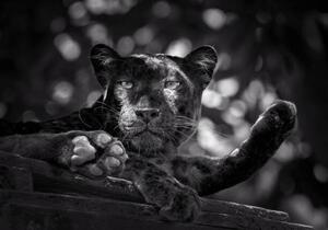Fotografia artistica Panther or leopard are relaxing, undefined undefined, (40 x 26.7 cm)