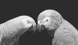 Fotografia artistica Two Beautiful Big Grey Parrot Closeup, Amit Chauhan, (40 x 22.5 cm)