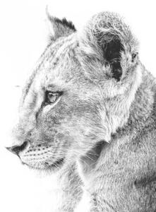Fotografia artistica Grayscale shot of a cute lion, Wirestock, (40 x 26.7 cm)