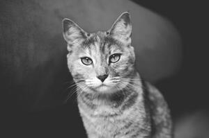 Fotografia artistica Domestic cat looking at camera, Mario Gutiérrez, (40 x 26.7 cm)