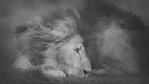 Fotografia artistica Beautiful Portrait of Two Male Lions, Vicki Jauron, Babylon and Beyond Photography, (40 x 22.5 cm)