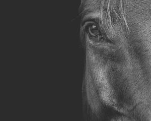 Fotografia artistica Horse, Horse & Hound Fine Art Photography, (40 x 30 cm)