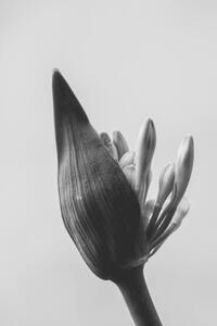 Fotografia artistica close up of agapanthus bud in bloom isolated, LaperladiLabuan, (26.7 x 40 cm)